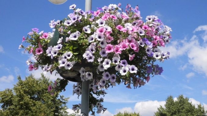 11 Saarland Blumenampel