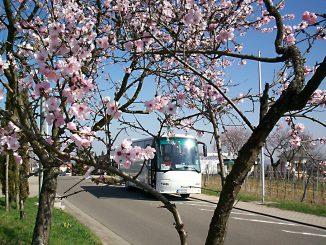 Mandelblüte in der Pfalz: Busreise entlang der Weinstraße