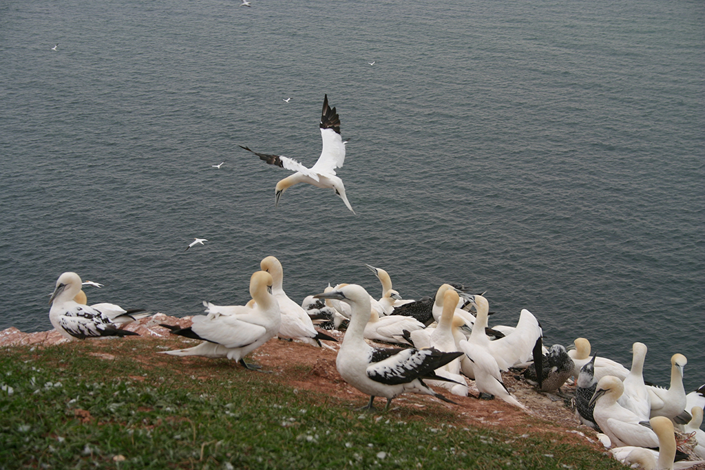 Nordsee Busreise inkl. Helgoland, Cuxhaven, Stade, Wilhelmshaven u.m.